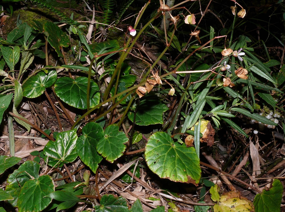 B. rubrifolia